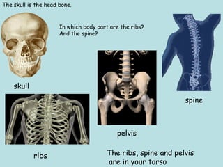 The skull is the head bone.
skull
ribs
spine
The ribs, spine and pelvis
are in your torso
In which body part are the ribs?
And the spine?
pelvis
 