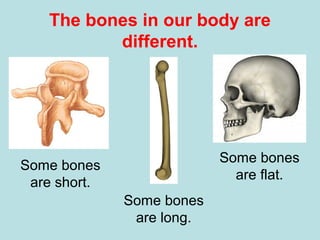 The bones in our body are
different.
Some bones
are short.
Some bones
are long.
Some bones
are flat.
 