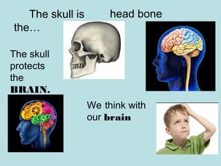 The skull is
the…
We think with
our brain
head bone
The skull
protects
the
BRAIN.
 