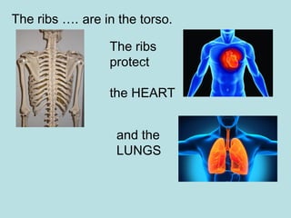 The ribs ….
The ribs
protect
the HEART
are in the torso.
and the
LUNGS
 