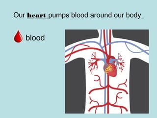Our heart pumps blood around our body
blood
 