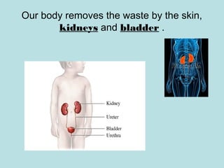 Our body removes the waste by the skin,
kidneys and bladder .
 