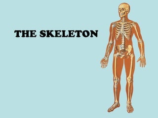 THE SKELETON
 