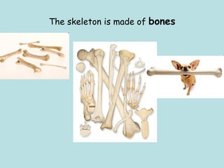 The skeleton is made of bones
 