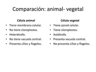 Comparación: animal- vegetal
Célula animal
• Tiene membrana celular.
• No tiene cloroplastos.
• Heterótrofa.
• No tiene vacuola central.
• Presenta cilios y flagelos.
Célula vegetal
• Tiene pared celular.
• Tiene cloroplastos.
• Autótrofa.
• Presenta vacuola central.
• No presenta cilios y flagelos.
