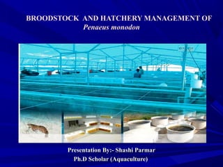 BROODSTOCK AND HATCHERY MANAGEMENT OF
Penaeus monodon
Presentation By:- Shashi ParmarPresentation By:- Shashi Parmar
Ph.D Scholar (Aquaculture)Ph.D Scholar (Aquaculture)
 