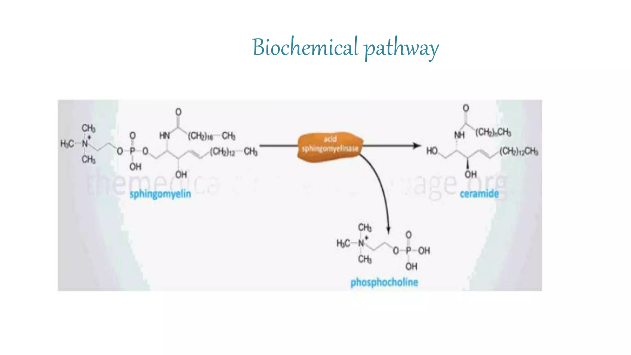 Niemann Pick Disease PPT