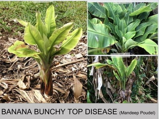 BANANA BUNCHY TOP DISEASE (Mandeep Poudel)
 