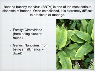 Banana bunchy top virus (BBTV) is one of the most serious
diseases of banana. Once established, it is extremely difficult
to eradicate or manage.
Family: Circoviridae
(from being circular,
round)
Genus: Nanovirus (from
being small, nanos =
dwarf)
 