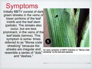Symptoms
Initially BBTV consist of dark
green streaks in the veins of
lower portions of the leaf
midrib and the leaf stem
(petiole). The streaks also
occur, but are less
prominent, in the veins of the
leaf blade (lamina). This
symptom is some- times
referred to as “Morse code
streaking” because the
streaks are irregular and
resemble a series of “dots”
and “dashes.”
 