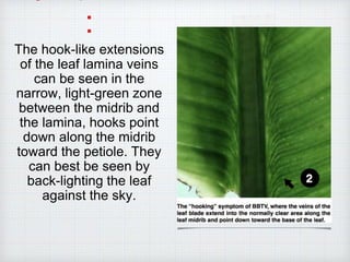 :
The hook-like extensions
of the leaf lamina veins
can be seen in the
narrow, light-green zone
between the midrib and
the lamina, hooks point
down along the midrib
toward the petiole. They
can best be seen by
back-lighting the leaf
against the sky.
 