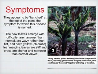 Symptoms
They appear to be “bunched” at
the top of the plant, the
symptom for which this disease
is named.
The new leaves emerge with
difficulty, are narrower than
normal, are wavy rather than
flat, and have yellow (chlorotic)
leaf margins.leaves are stiff and
erect, are shorter and narrower
than normal leaves.
 