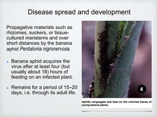 Disease spread and development
Propagative materials such as
rhizomes, suckers, or tissue-
cultured meristems and over
short distances by the banana
aphid Pentalonia nigronervosa.
Banana aphid acquires the
virus after at least four (but
usually about 18) hours of
feeding on an infected plant.
Remains for a period of 15–20
days, i.e. through its adult life.
 