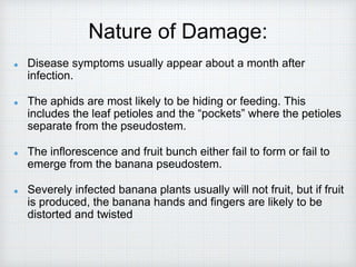 Nature of Damage:
Disease symptoms usually appear about a month after
infection.
The aphids are most likely to be hiding or feeding. This
includes the leaf petioles and the “pockets” where the petioles
separate from the pseudostem.
The inflorescence and fruit bunch either fail to form or fail to
emerge from the banana pseudostem.
Severely infected banana plants usually will not fruit, but if fruit
is produced, the banana hands and fingers are likely to be
distorted and twisted
 