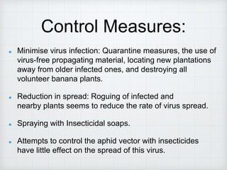 Control Measures:
Minimise virus infection: Quarantine measures, the use of
virus-free propagating material, locating new plantations
away from older infected ones, and destroying all
volunteer banana plants.
Reduction in spread: Roguing of infected and
nearby plants seems to reduce the rate of virus spread.
Spraying with Insecticidal soaps.
Attempts to control the aphid vector with insecticides
have little effect on the spread of this virus.
 