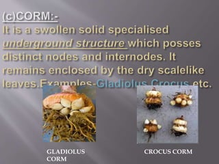 GLADIOLUS
CORM
CROCUS CORM
 