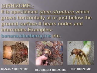 BANANA RHIZOME BLUEBERRY RHIZOME IRIS RHIZOME
 