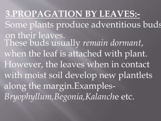 3.PROPAGATION BY LEAVES:-
Some plants produce adventitious buds
on their leaves.
These buds usually remain dormant,
when the leaf is attached with plant.
However, the leaves when in contact
with moist soil develop new plantlets
along the margin.Examples-
Bryophyllum,Begonia,Kalanche etc.
 
