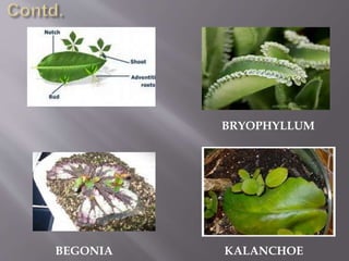 BRYOPHYLLUM
BEGONIA KALANCHOE
 
