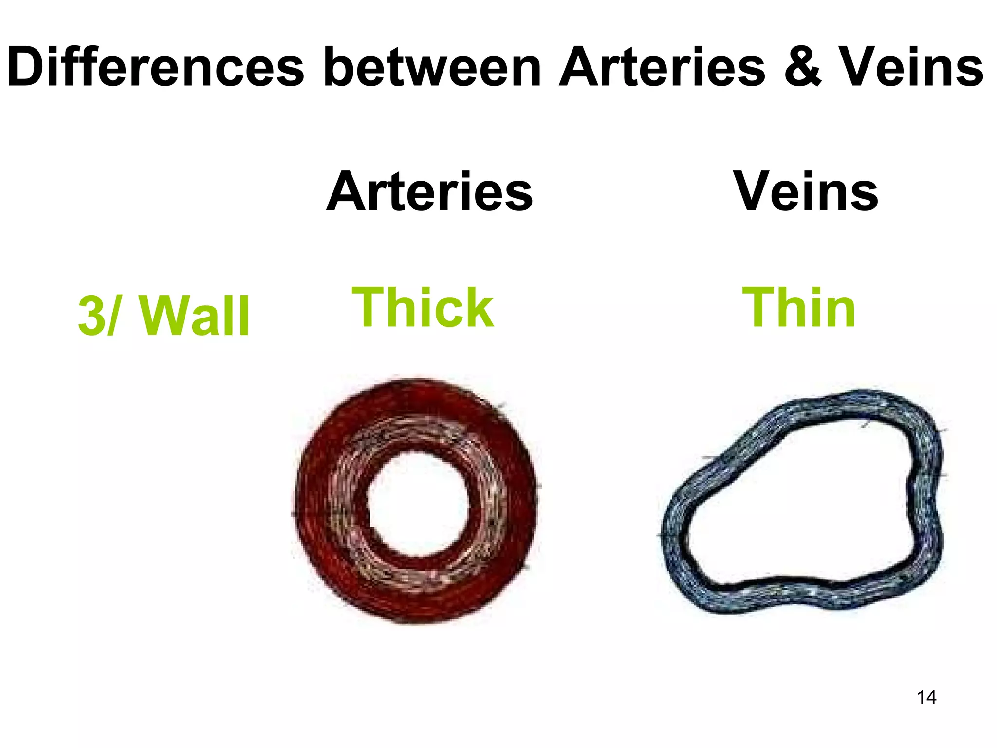 14
Differences between Arteries & Veins
3/ Wall
Arteries Veins
Thick Thin
 