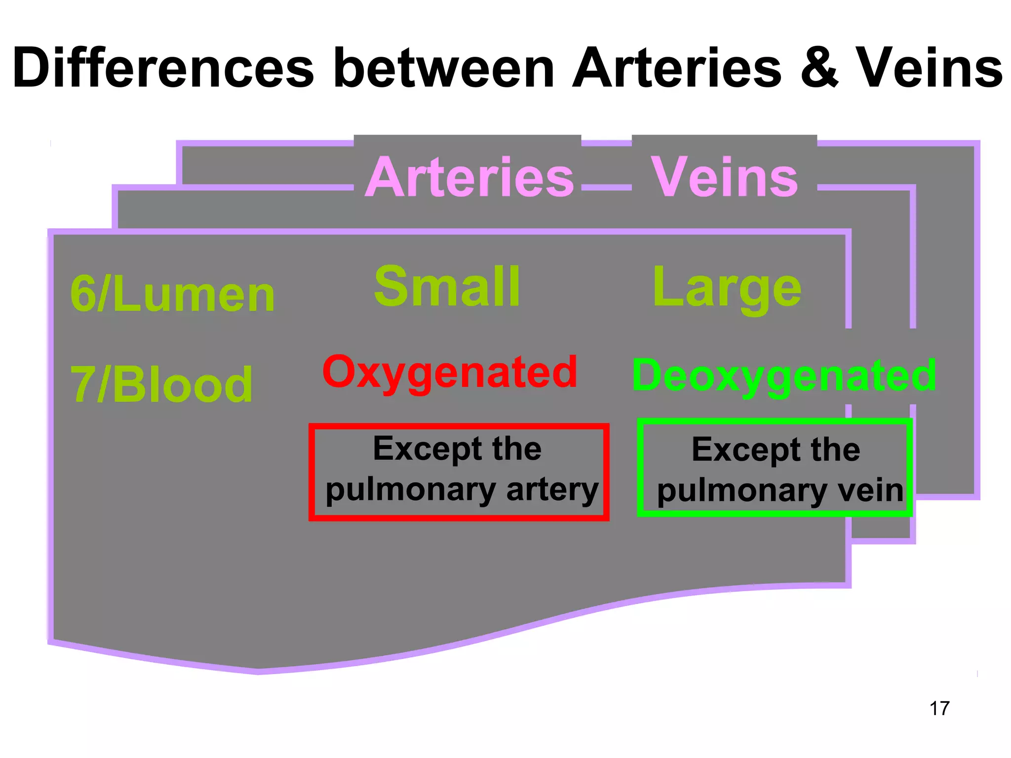 17
Arteries
6/Lumen
7/Blood
Differences between Arteries & Veins
Veins
Small Large
Oxygenated Deoxygenated
Except the
pulmonary artery
Except the
pulmonary vein
 