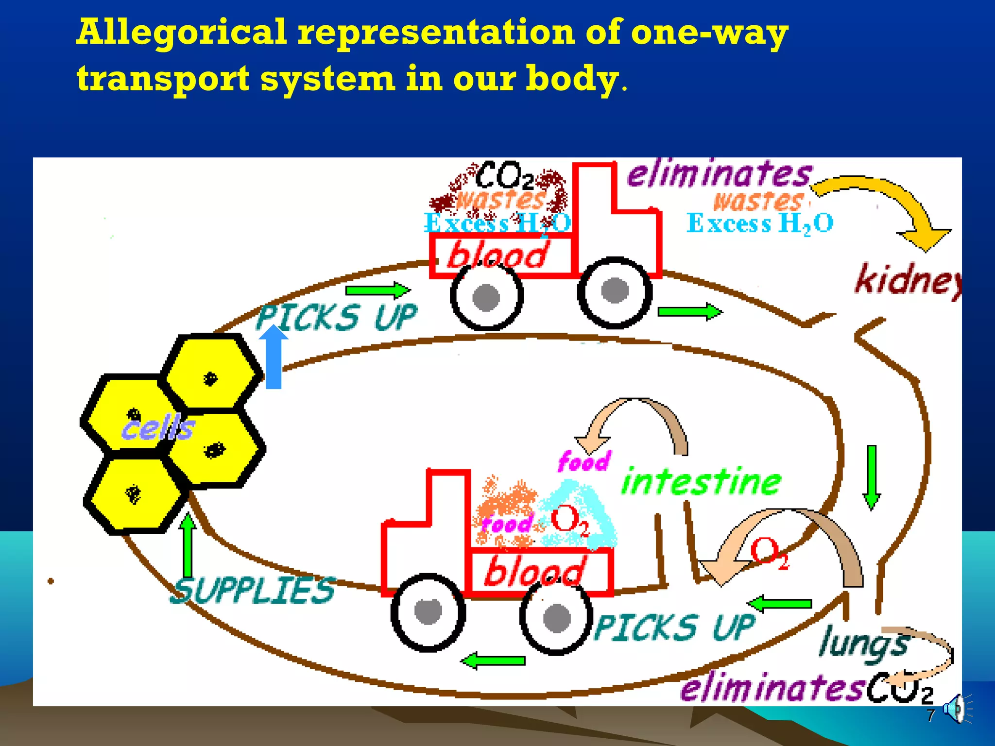 77
Allegorical representation of one-way
transport system in our body.
 