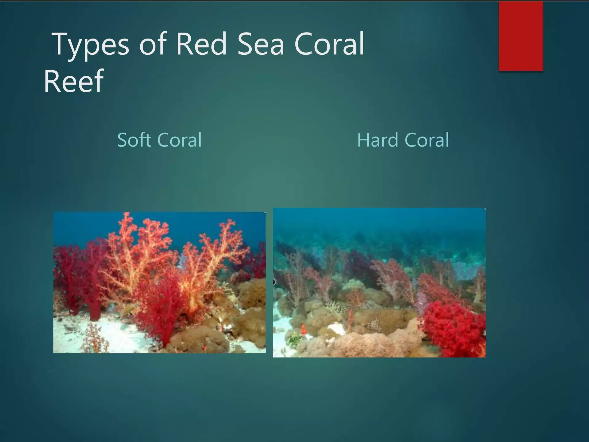 Types of Red Sea Coral
Reef
Soft Coral Hard Coral
 