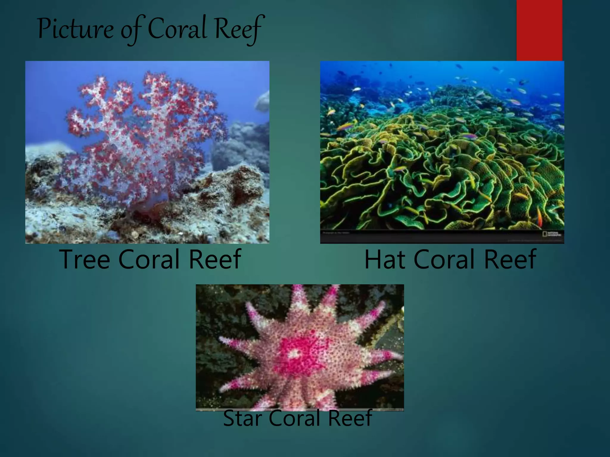 Picture of Coral Reef
Star Coral Reef
Hat Coral ReefTree Coral Reef
 