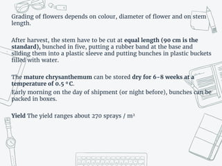 Chrysanthemum | PPTX