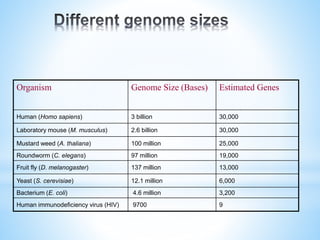 Organism Genome Size (Bases) Estimated Genes
Human (Homo sapiens) 3 billion 30,000
Laboratory mouse (M. musculus) 2.6 billion 30,000
Mustard weed (A. thaliana) 100 million 25,000
Roundworm (C. elegans) 97 million 19,000
Fruit fly (D. melanogaster) 137 million 13,000
Yeast (S. cerevisiae) 12.1 million 6,000
Bacterium (E. coli) 4.6 million 3,200
Human immunodeficiency virus (HIV) 9700 9
 