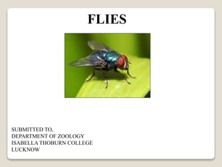 FLIES
SUBMITTED TO,
DEPARTMENT OF ZOOLOGY
ISABELLA THOBURN COLLEGE
LUCKNOW
 