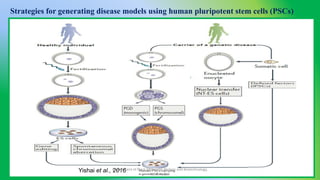 Pluripotent Stem Cells and their applications in disease modelling ...
