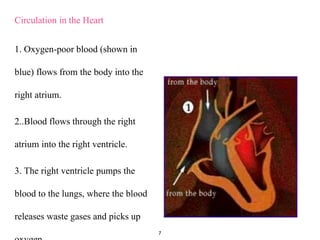 Circulation in the Heart
1. Oxygen-poor blood (shown in
blue) flows from the body into the
right atrium.
2..Blood flows through the right
atrium into the right ventricle.
3. The right ventricle pumps the
blood to the lungs, where the blood
releases waste gases and picks up
7
 