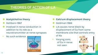 THEORIES OF ACTION OF L.A
◆ Acetylcholine theory
◆ Dettbarn-1967
◆ Involved in nerve conduction in
addition to its role as a
neurotransmitter at nerve synapses
 No such evidence
◆ Calcium displacement theory
◆ Goldman-1966
◆ L.A causes nerve block by
displacement of Ca from some
membrane site that controls entry
of Na
 Varying conc.
of Ca in nerve
not seen
13
 