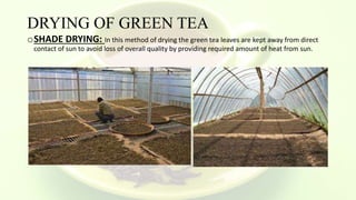 DRYING OF GREEN TEA
oSHADE DRYING: In this method of drying the green tea leaves are kept away from direct
contact of sun to avoid loss of overall quality by providing required amount of heat from sun.
 