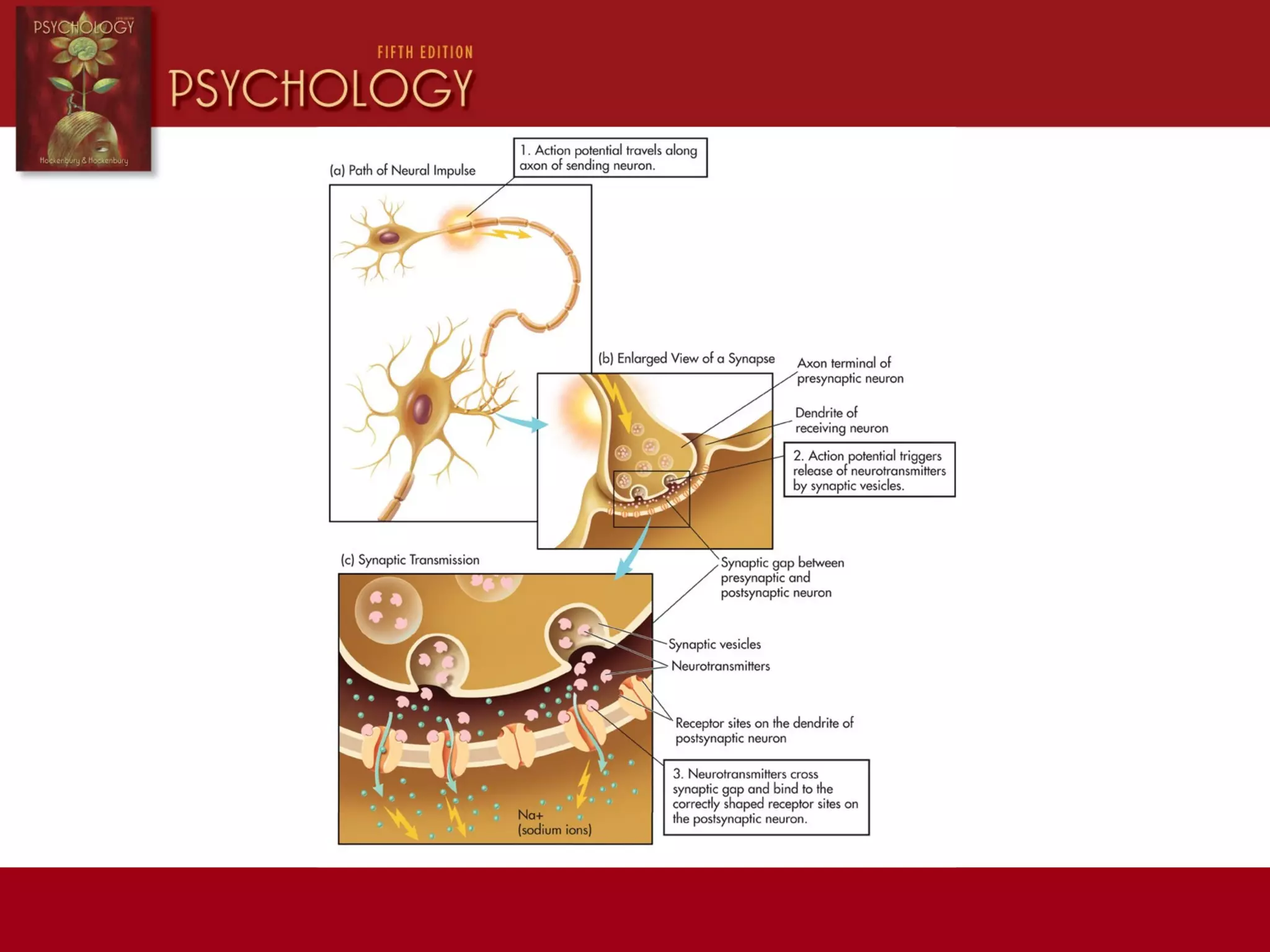 PSYC 1113 Chapter 2 | PPT