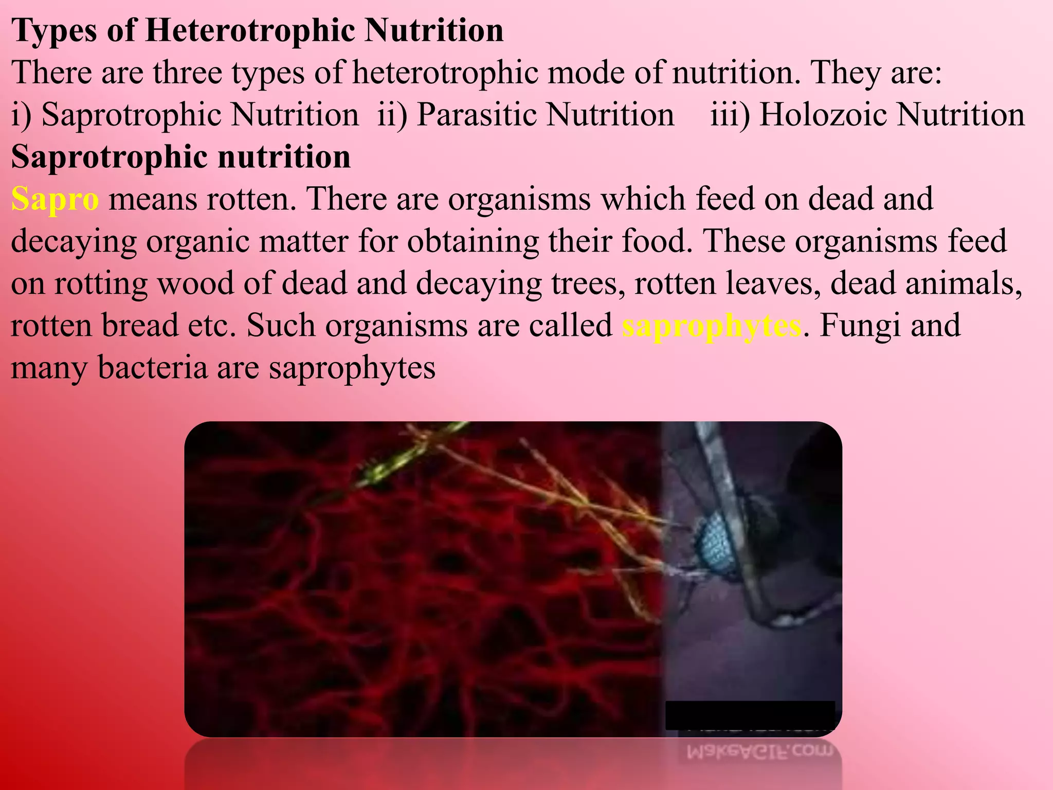 Holozoic Example NUTRITION IN ANIMALS-1 (CLASS-VII) NCERT | PPTX