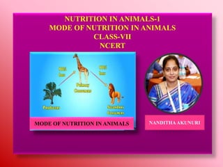 NUTRITION IN ANIMALS-1
MODE OF NUTRITION IN ANIMALS
CLASS-VII
NCERT
MODE OF NUTRITION IN ANIMALS NANDITHAAKUNURI
 