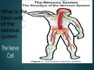 What is the
basic unit
of the
nervous
system
 