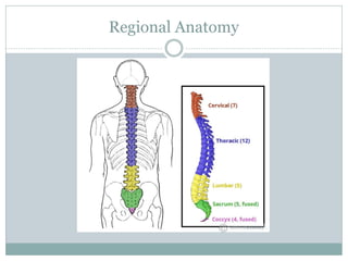 Spinal Column Point PPT-2-Vertebral-Column with presentation and diagrams | PDF