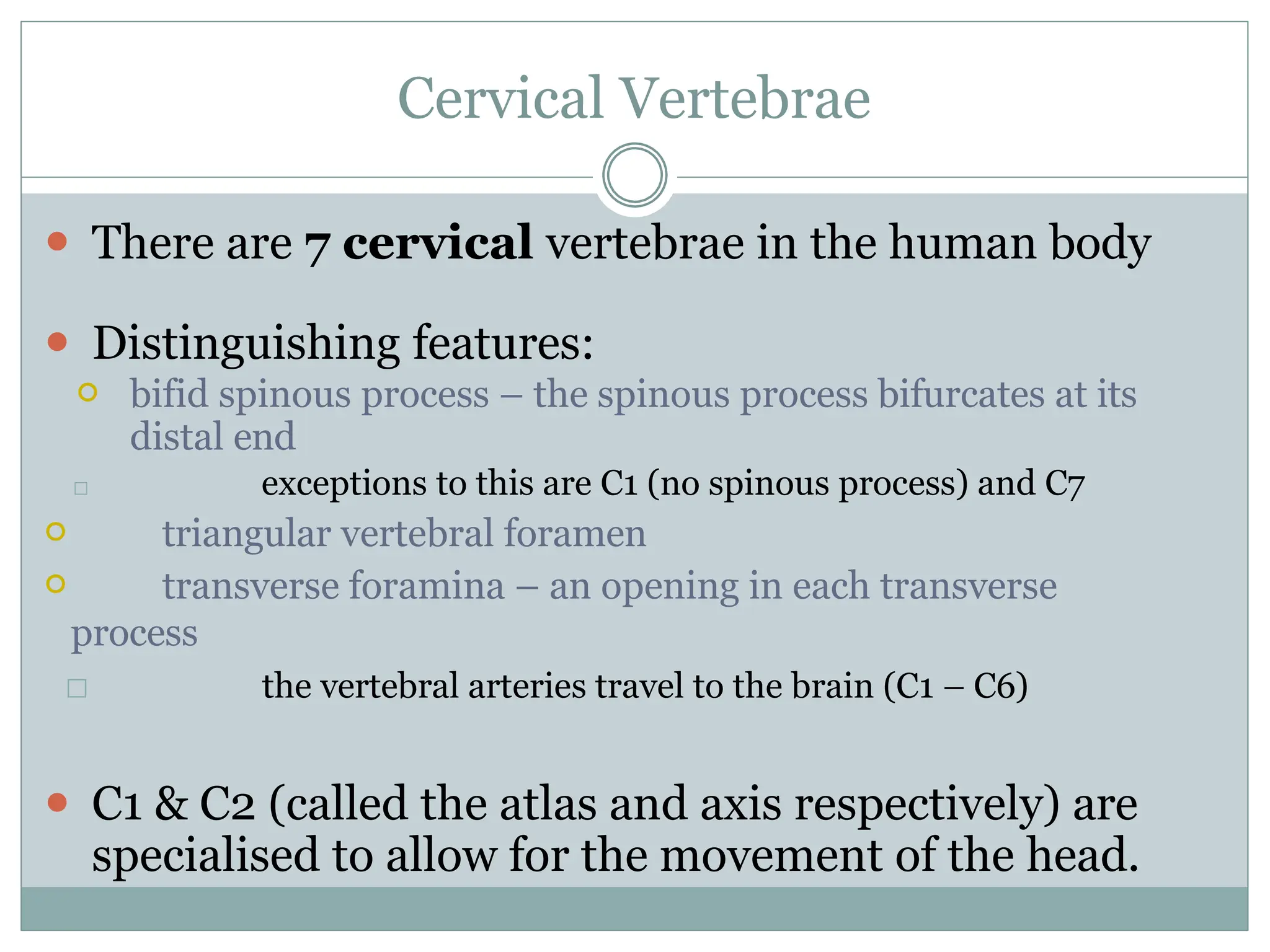 Cervical Vertebrae
⚫ There are 7 cervical vertebrae in the human body
⚫ Distinguishing features:
⚪ bifid spinous process – the spinous process bifurcates at its
distal end
□ exceptions to this are C1 (no spinous process) and C7
⚪ triangular vertebral foramen
⚪ transverse foramina – an opening in each transverse
process
□ the vertebral arteries travel to the brain (C1 – C6)
⚫ C1 & C2 (called the atlas and axis respectively) are
specialised to allow for the movement of the head.
 