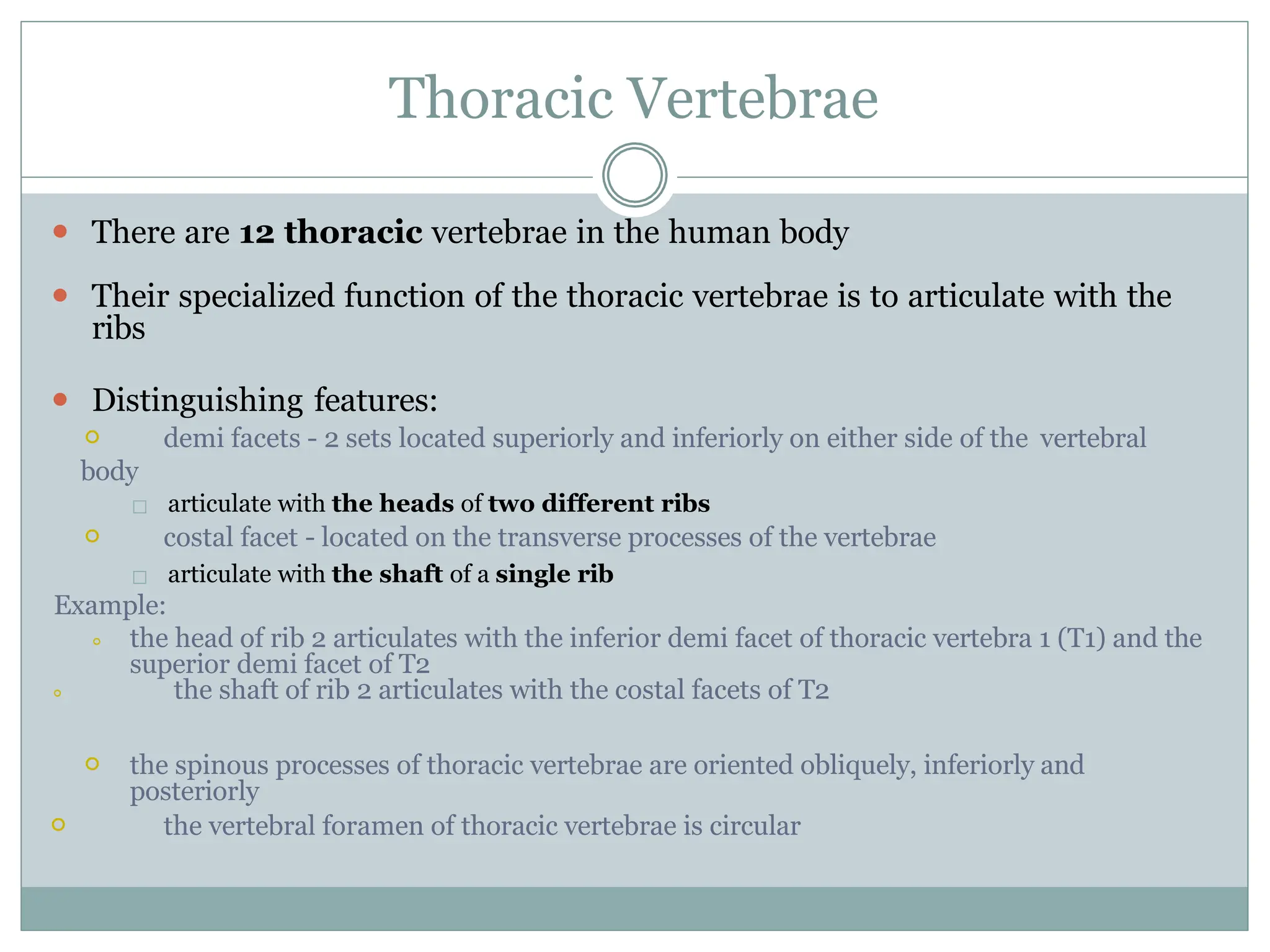 Thoracic Vertebrae
⚫ There are 12 thoracic vertebrae in the human body
⚫ Their specialized function of the thoracic vertebrae is to articulate with the
ribs
⚫ Distinguishing features:
⚪ demi facets - 2 sets located superiorly and inferiorly on either side of the vertebral
body
□ articulate with the heads of two different ribs
⚪ costal facet - located on the transverse processes of the vertebrae
□ articulate with the shaft of a single rib
Example:
⚪ the head of rib 2 articulates with the inferior demi facet of thoracic vertebra 1 (T1) and the
superior demi facet of T2
⚪ the shaft of rib 2 articulates with the costal facets of T2
⚪ the spinous processes of thoracic vertebrae are oriented obliquely, inferiorly and
posteriorly
⚪ the vertebral foramen of thoracic vertebrae is circular
 