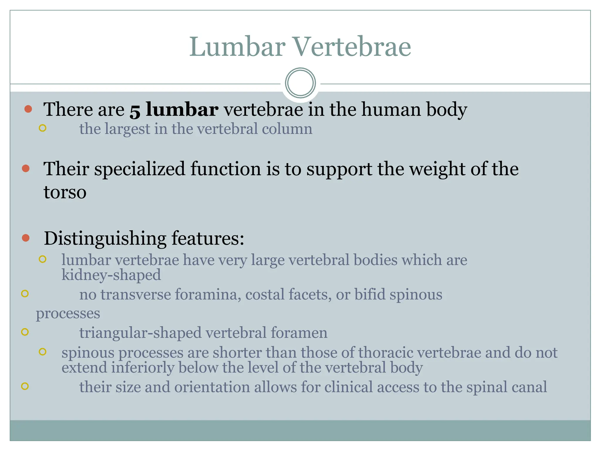 Lumbar Vertebrae
⚫ There are 5 lumbar vertebrae in the human body
⚪ the largest in the vertebral column
⚫ Their specialized function is to support the weight of the
torso
⚫ Distinguishing features:
⚪ lumbar vertebrae have very large vertebral bodies which are
kidney-shaped
⚪ no transverse foramina, costal facets, or bifid spinous
processes
⚪ triangular-shaped vertebral foramen
⚪ spinous processes are shorter than those of thoracic vertebrae and do not
extend inferiorly below the level of the vertebral body
⚪ their size and orientation allows for clinical access to the spinal canal
 