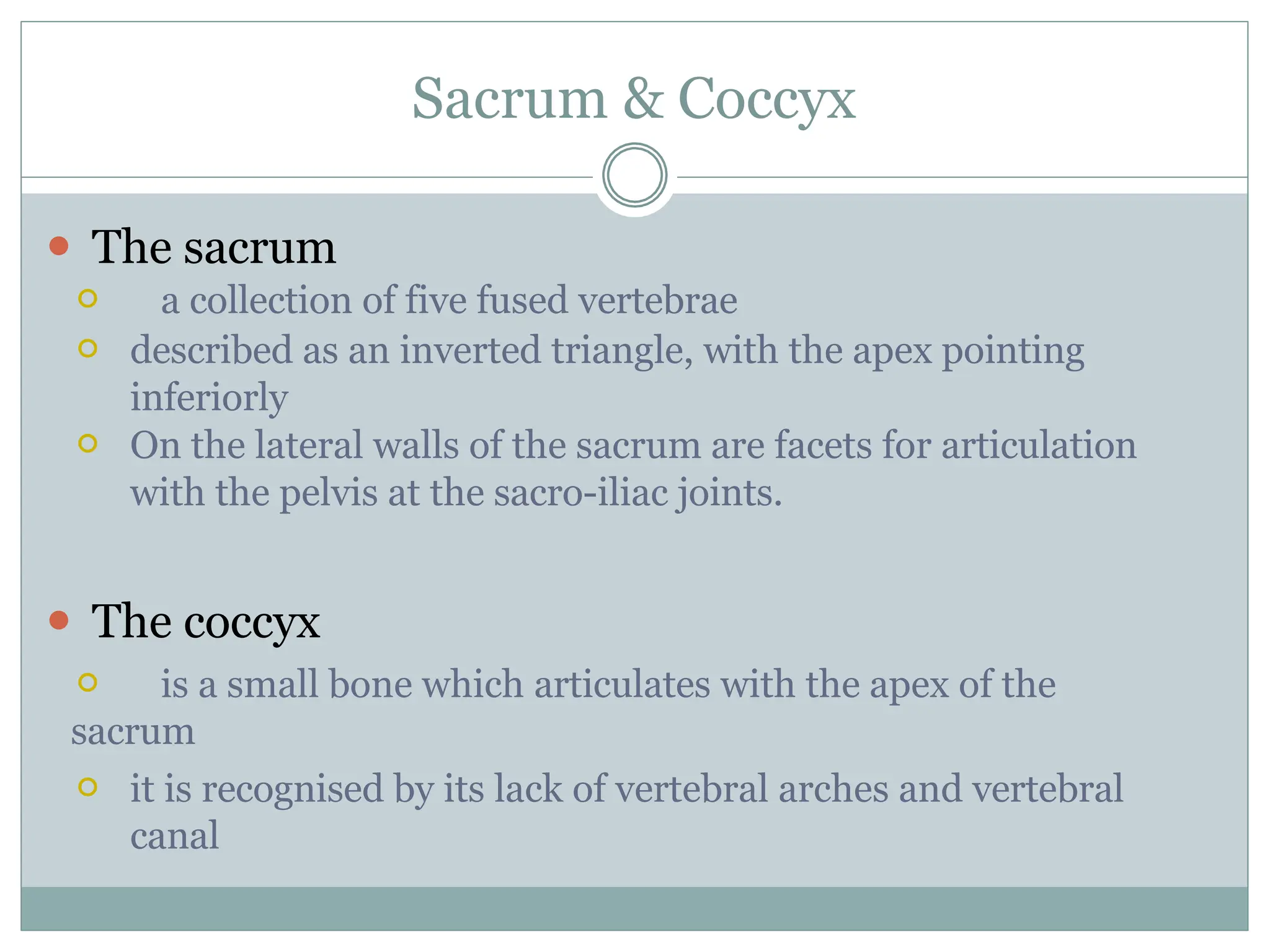 Sacrum & Coccyx
⚫ The sacrum
⚪ a collection of five fused vertebrae
⚪ described as an inverted triangle, with the apex pointing
inferiorly
⚪ On the lateral walls of the sacrum are facets for articulation
with the pelvis at the sacro-iliac joints.
⚫ The coccyx
⚪ is a small bone which articulates with the apex of the
sacrum
⚪ it is recognised by its lack of vertebral arches and vertebral
canal
 