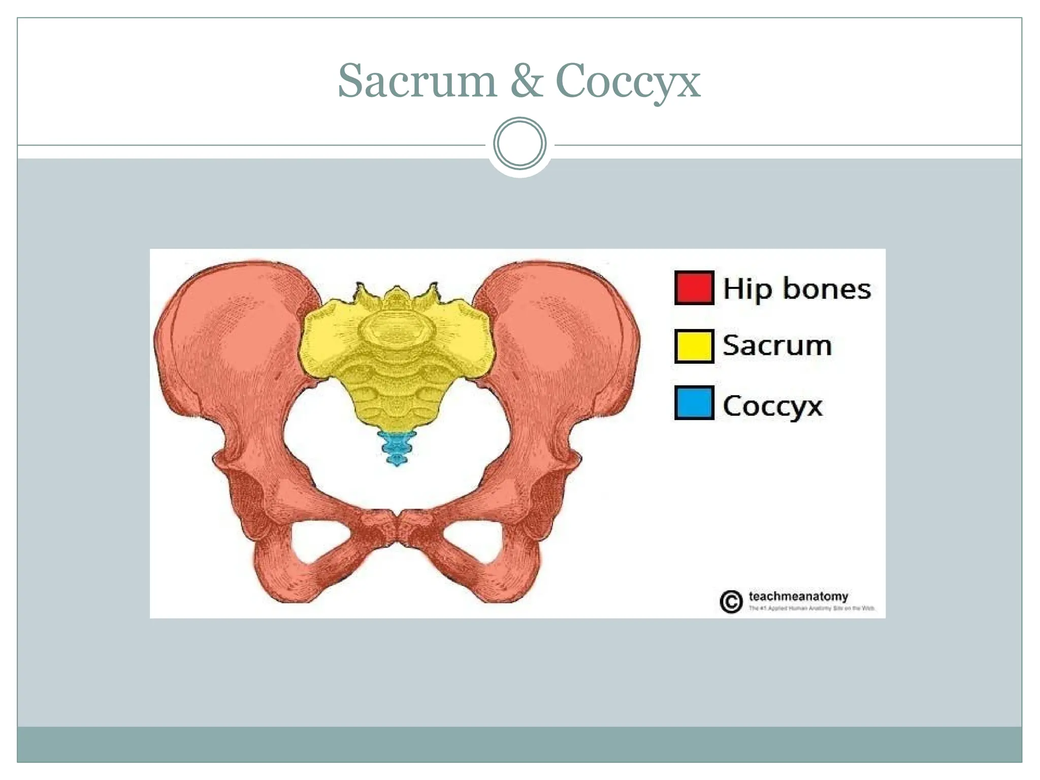 Sacrum & Coccyx
 