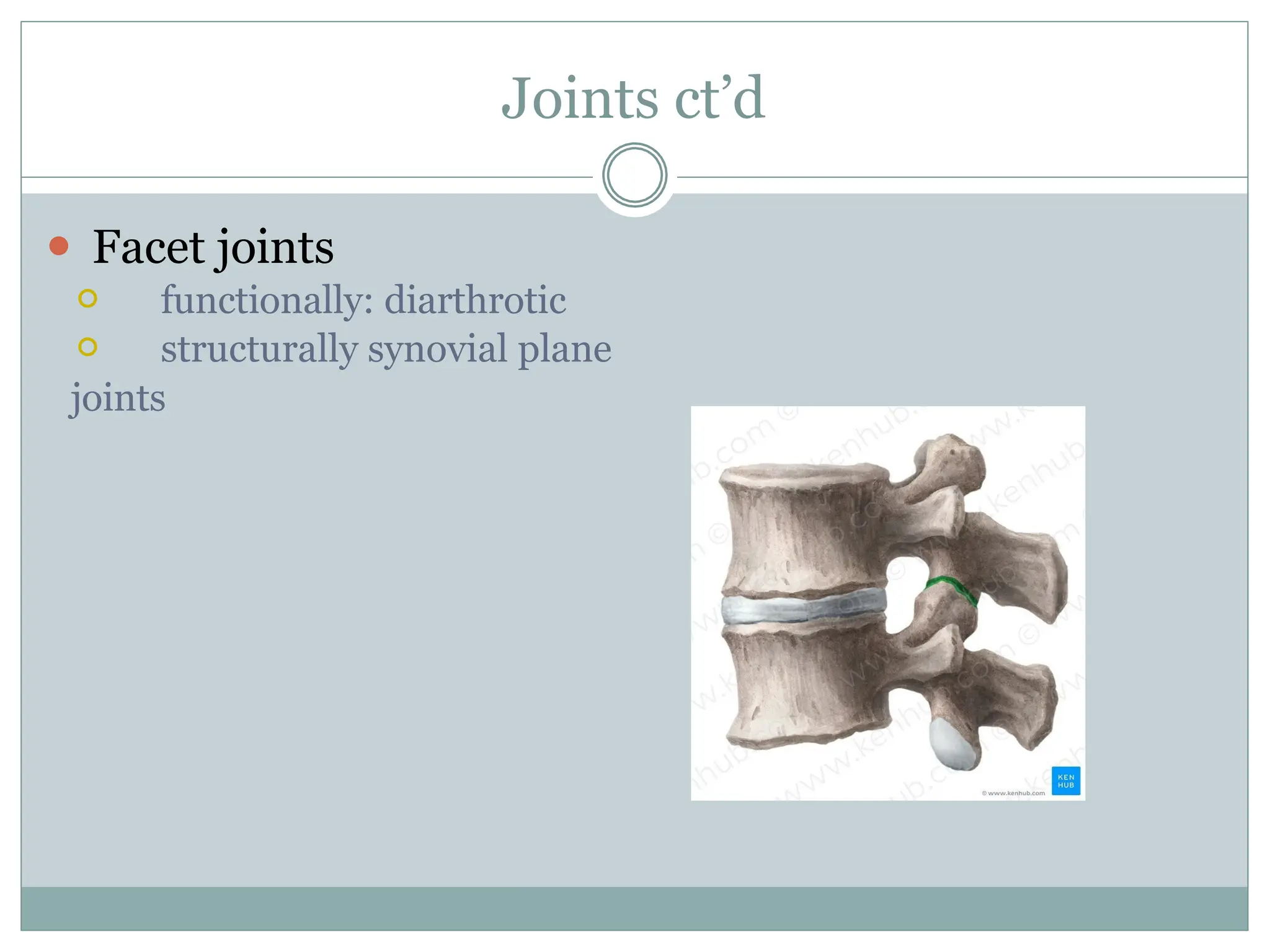Joints ct’d
⚫ Facet joints
⚪ functionally: diarthrotic
⚪ structurally synovial plane
joints
 