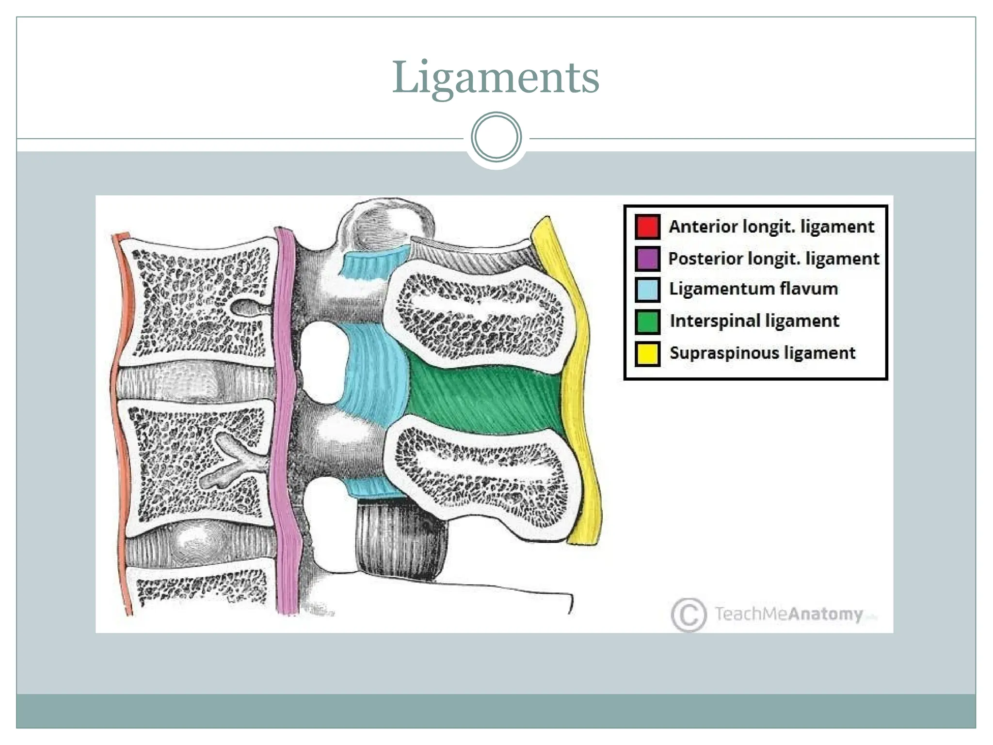 Ligaments
 