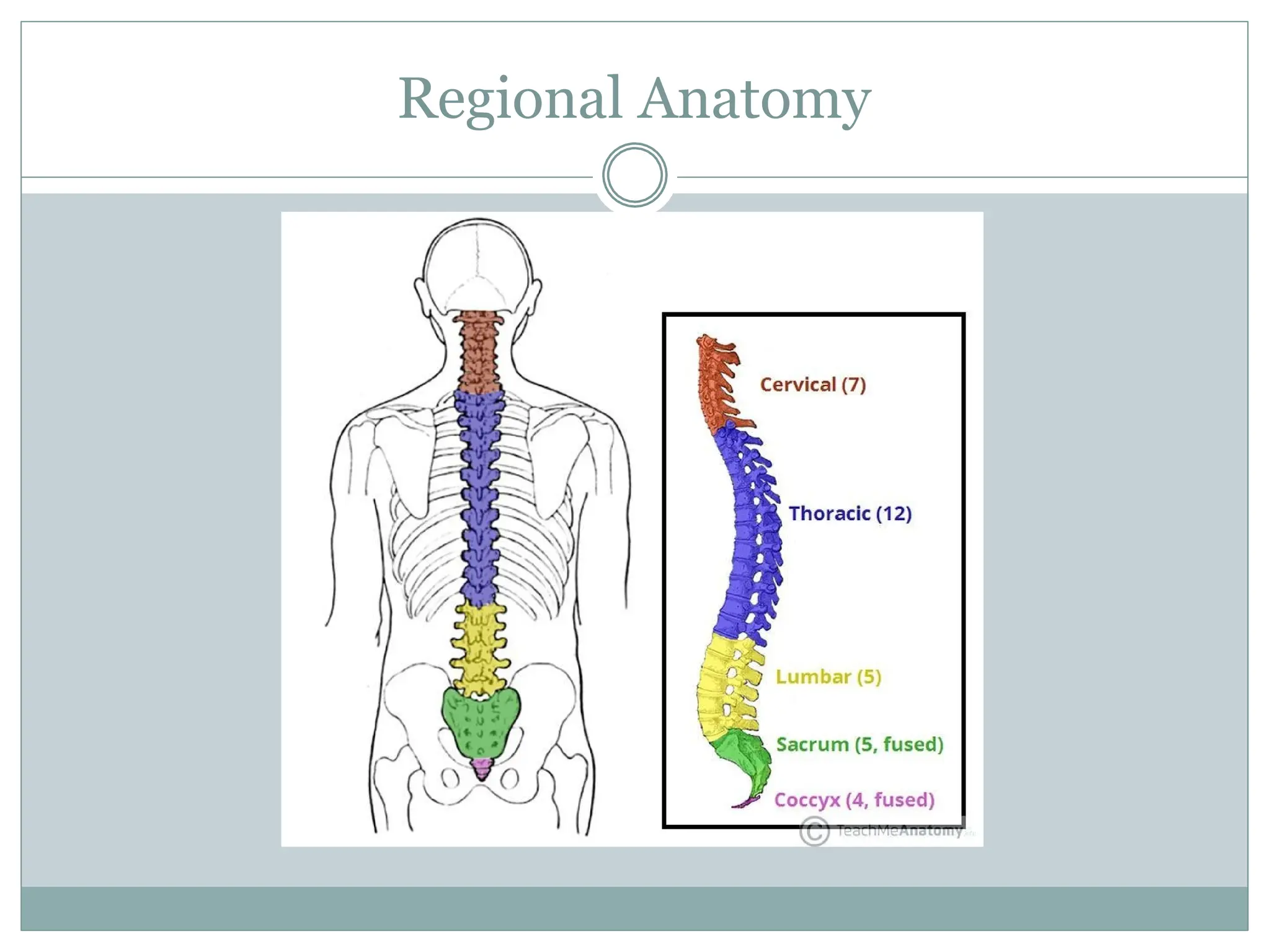 Regional Anatomy
 