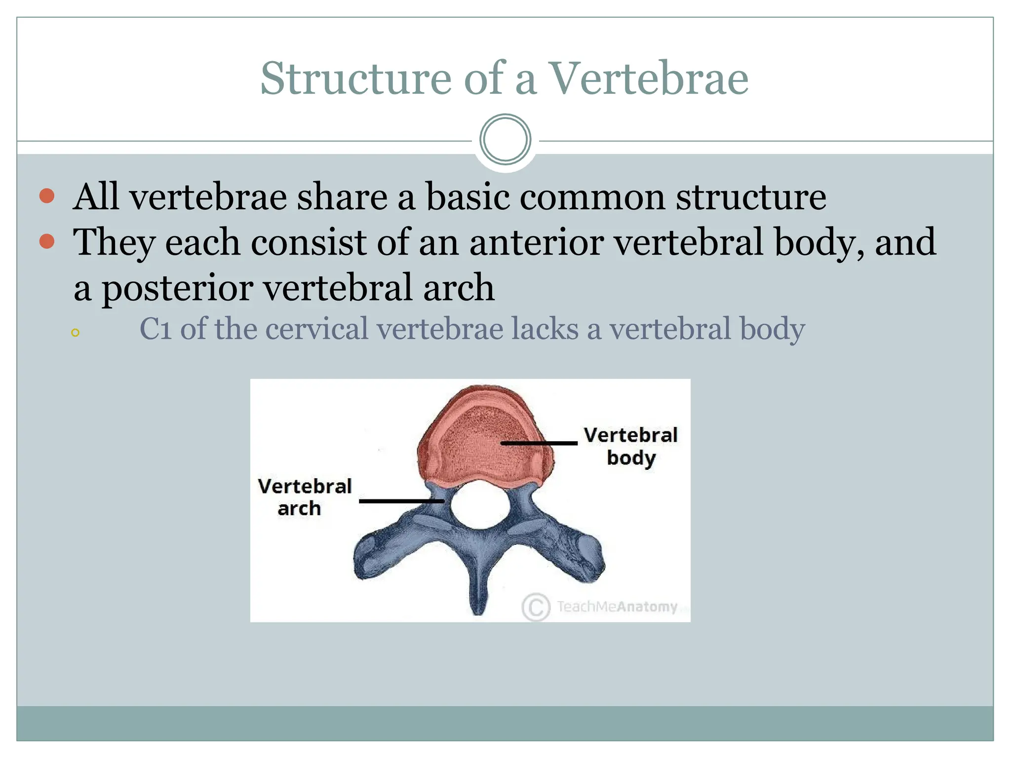 Structure of a Vertebrae
⚫ All vertebrae share a basic common structure
⚫ They each consist of an anterior vertebral body, and
a posterior vertebral arch
⚪ C1 of the cervical vertebrae lacks a vertebral body
 