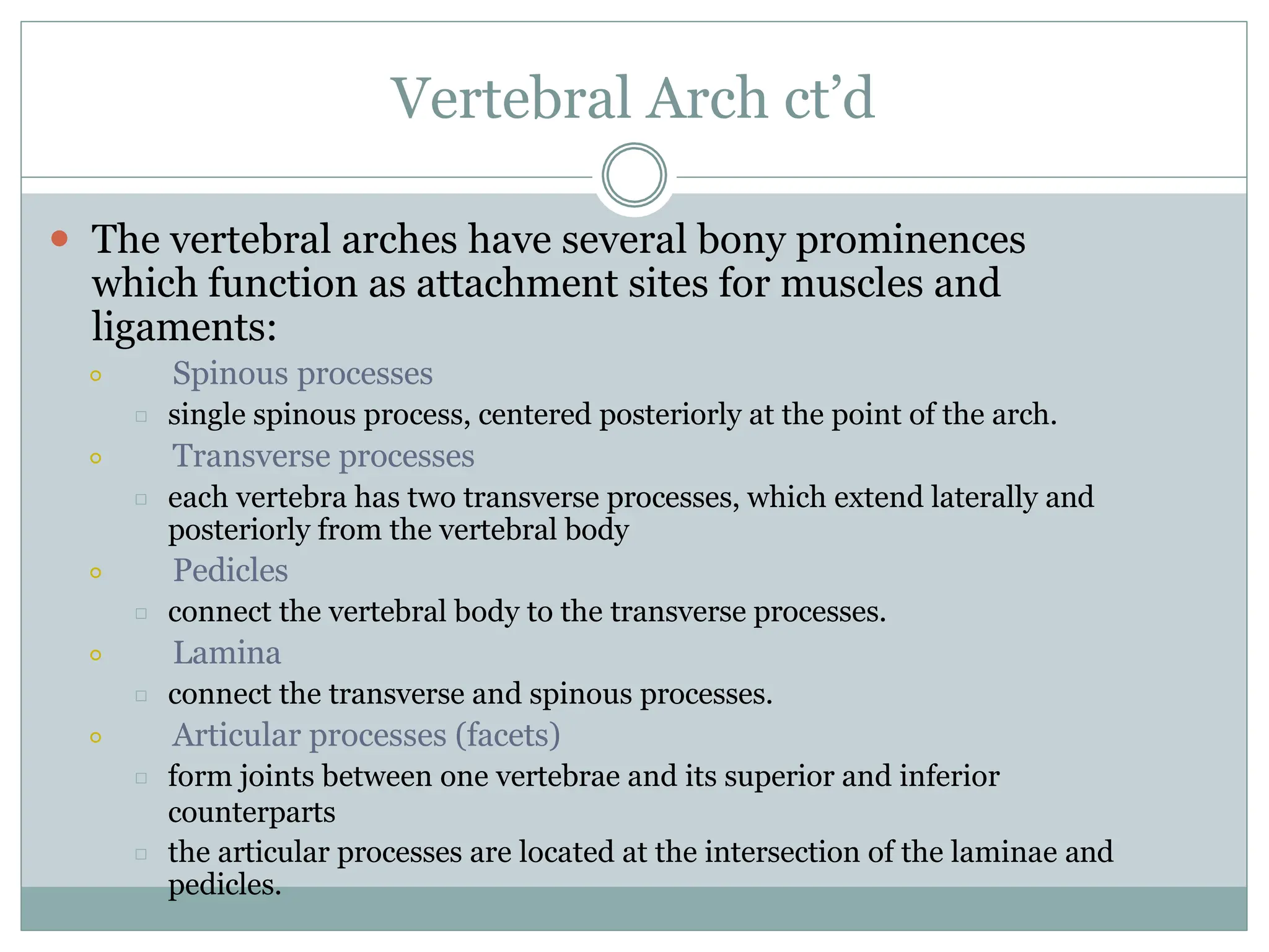 Vertebral Arch ct’d
⚫ The vertebral arches have several bony prominences
which function as attachment sites for muscles and
ligaments:
⚪ Spinous processes
□ single spinous process, centered posteriorly at the point of the arch.
⚪ Transverse processes
□ each vertebra has two transverse processes, which extend laterally and
posteriorly from the vertebral body
⚪ Pedicles
□ connect the vertebral body to the transverse processes.
⚪ Lamina
□ connect the transverse and spinous processes.
⚪ Articular processes (facets)
□ form joints between one vertebrae and its superior and inferior
counterparts
□ the articular processes are located at the intersection of the laminae and
pedicles.
 